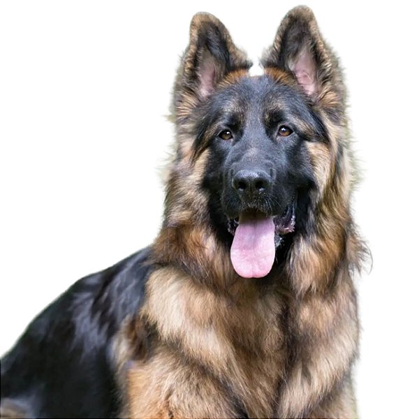 Banho King Shepherd
