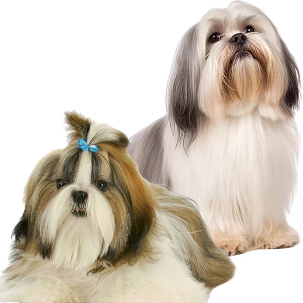 Banho Lhasa-Apso ou Shih-Tzu Pelo Longo