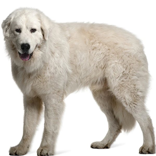 Banho Pastor Maremano