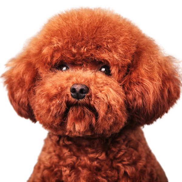 Banho Poodle PP