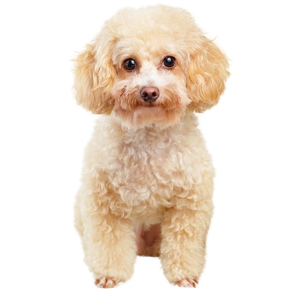 Banho Poodle P