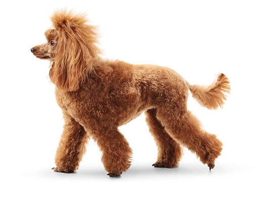 Banho Poodle Grande/Gigante