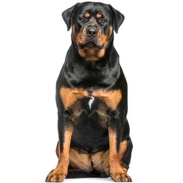Banho Rottweiller