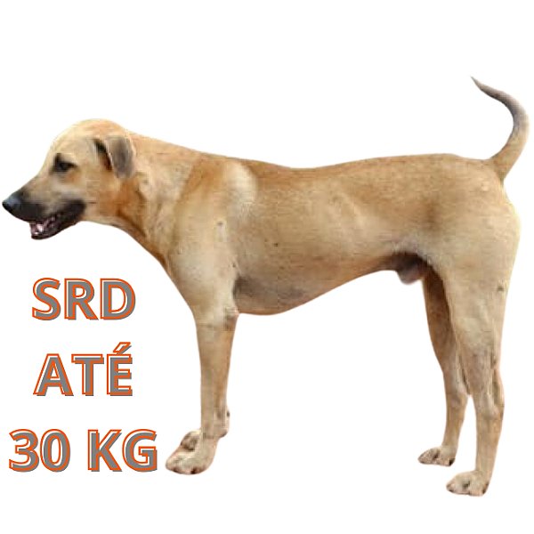 Banho SRD até 30 kg Pelo Curto ou Médio