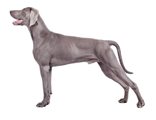 Banho Weimaraner