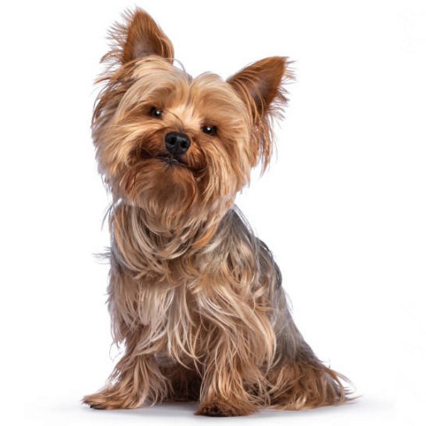 Banho Yorkshire Terrier