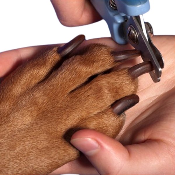 Serviço Avulso de Corte de Unhas de Cães e Gatos
