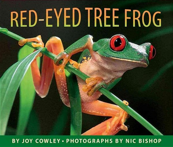 Red Eyed Tree Frog-..