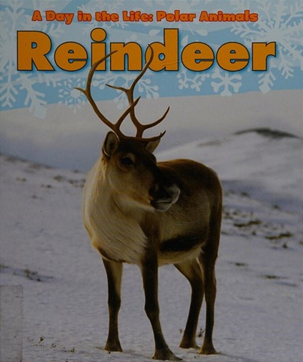 Reindeer-..