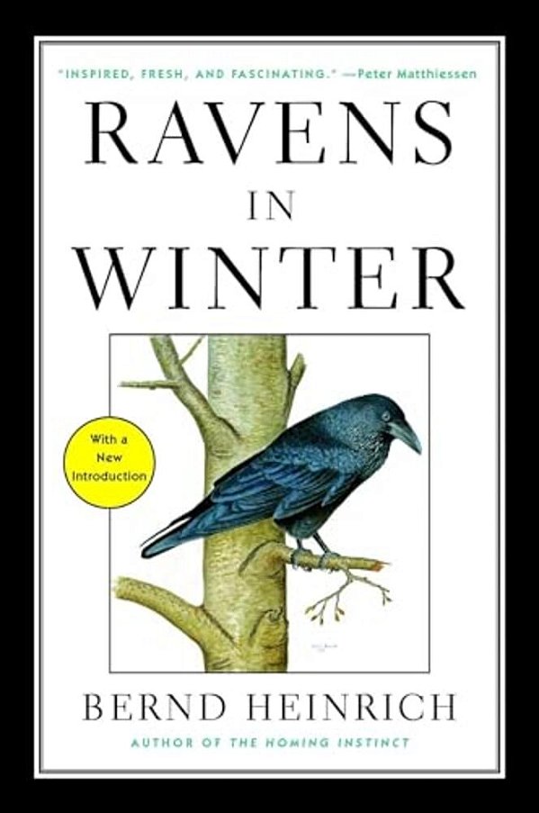 Ravens In Winter-..