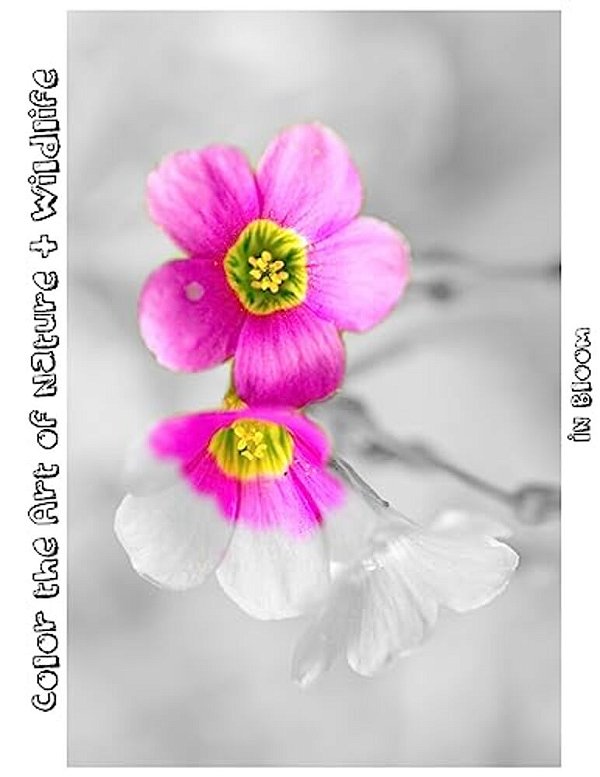 In Bloom: Color The Art Of Nature + Wildlife-..