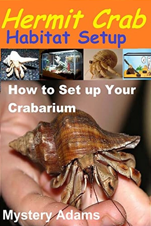 Hermit Crab Habitat Setup: Hermit Crab Care And Habitat Set-Up-..