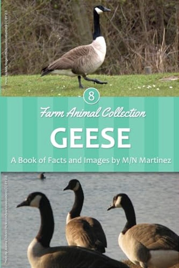 Geese-..