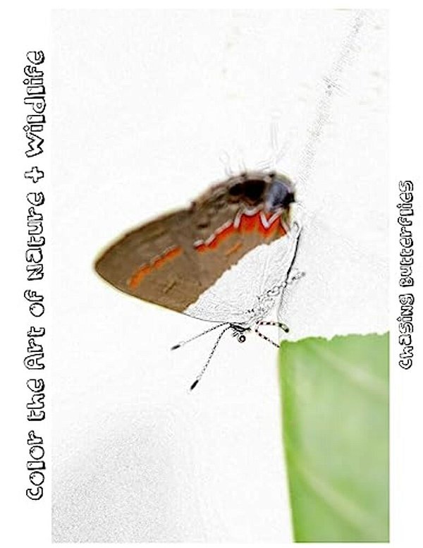 Chasing Butterflies [Line Drawings]: Color The Art Of Nature + Wildlife-..