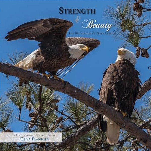 Strength & Beauty: The Bald Eagles Of Berry College-..