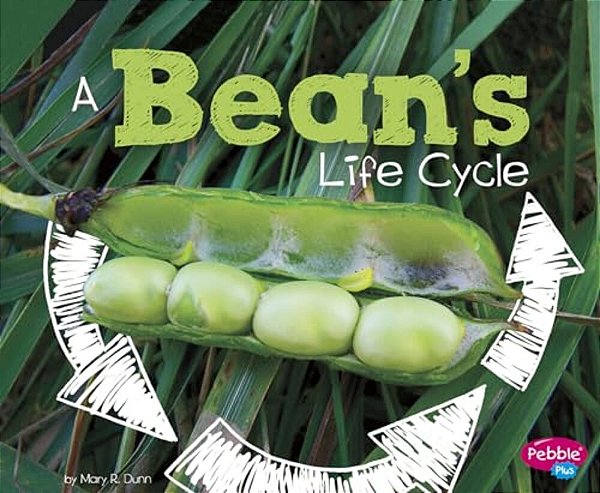 A Bean's Life Cycle-..