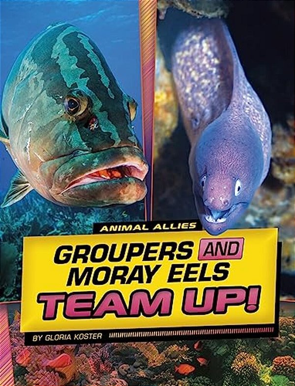 Groupers And Moray Eels Team Up!-..