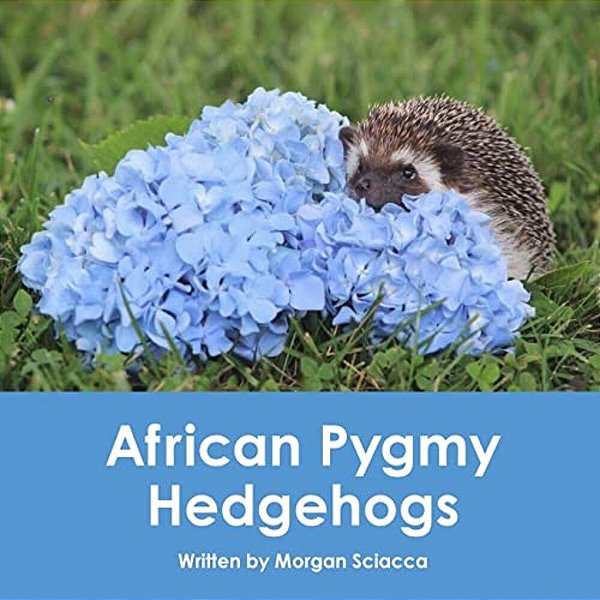 African Pygmy Hedgehogs-..