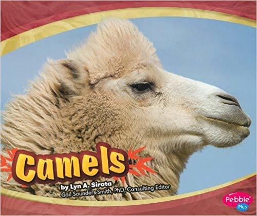 Camels - Asian Animals-..
