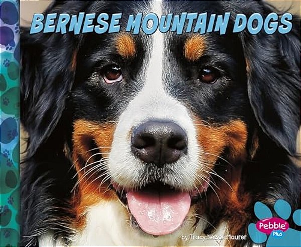 Bernese Mountain Dogs-..