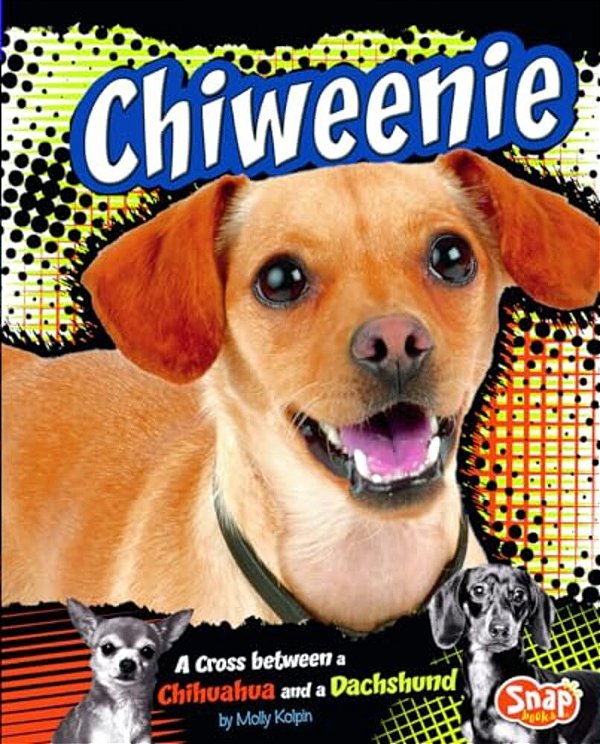 Chiweenie: A Cross Between A Chihuahua And A Dachshund-..