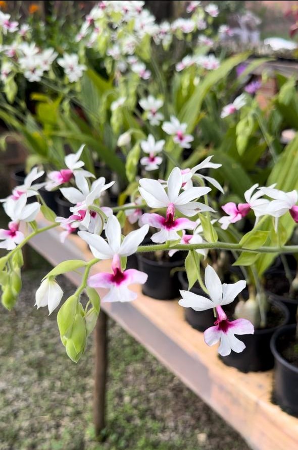 Orquídea Terrestre Calanthe Vestitta Semi Alba