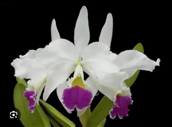 Cattleya Warneri Semi Alba x Cattleya Warneri Semi Alba Orlata