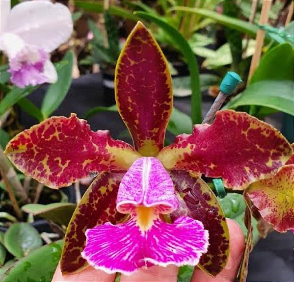 Cattleya Schilleriana L. F. Dioremar x Labelão