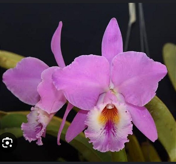 Cattleya Labiata Concolor x Self