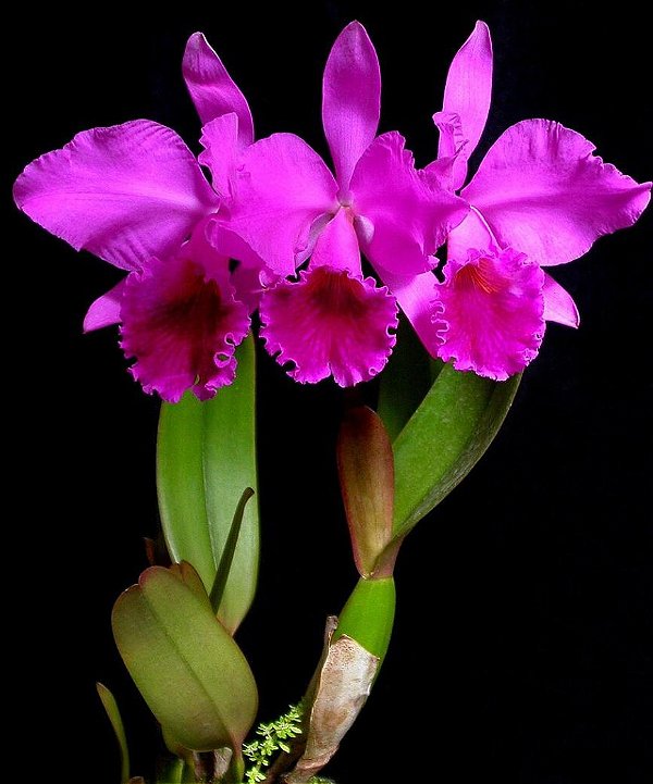 Cattleya Labiata Rubra "José Ap. x R. Sertão"