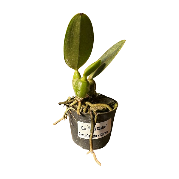 Cattleya Walkeriana "Luiz Castro x (Carlota x Carola) MUDAS