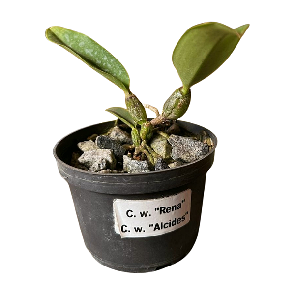 Cattleya Walkeriana "Rena x Alcides" MUDAS