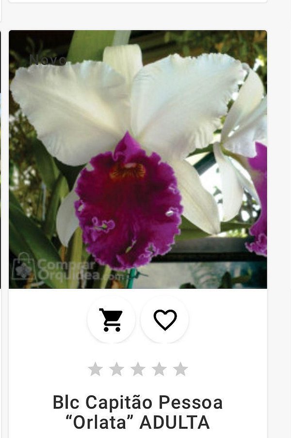 Blc Capitão Pessoa "Orlata" ADULTA