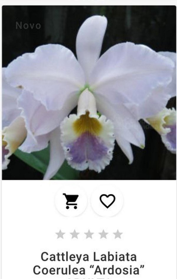 Cattleya Labiata Coerulea "Ardosia"