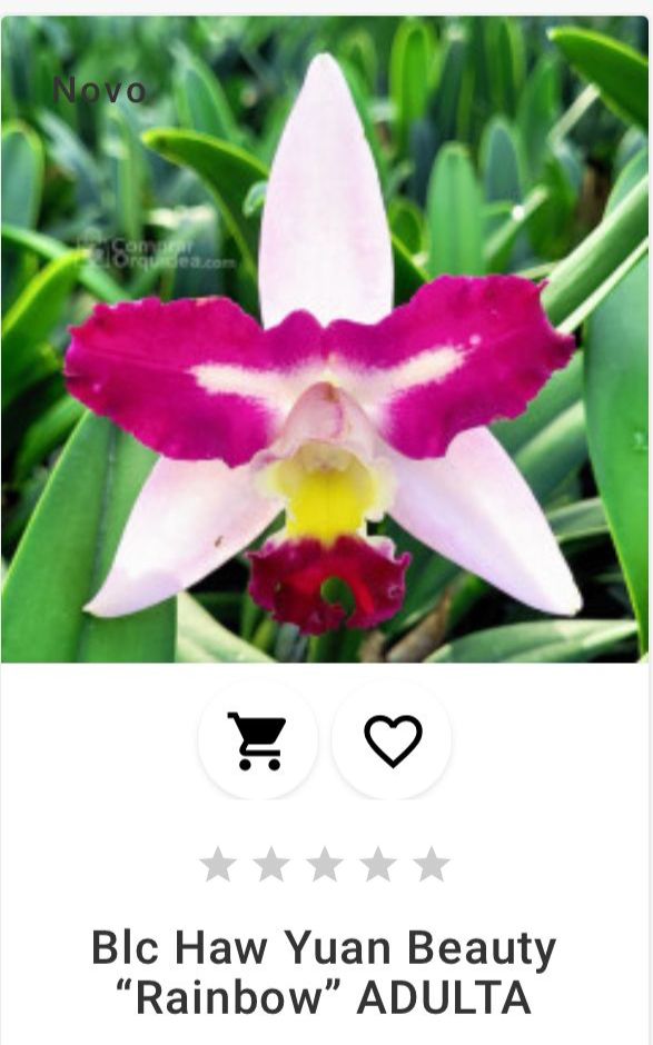 Blc Haw Yan Beauty " Rainbow" ADULTA