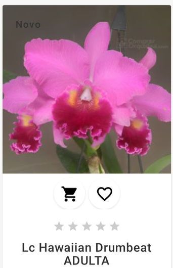 Lc Hawaiian Drumbeat ADULTA