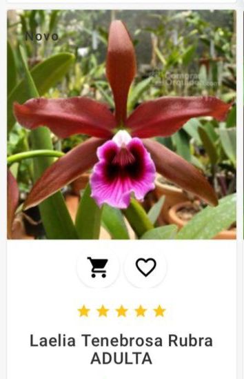 Laelia Tenebrosa ADULTA