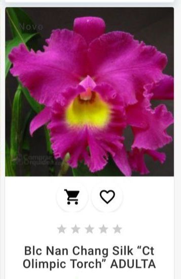 Blc Nan Chang Silk "Ct Olimpic Torch" ADULTA