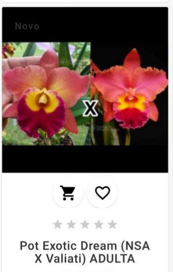 Potic Exotic Dream (NSA x Valiati) ADULTA