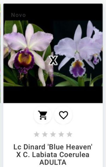 Lc Dinard "Blue Heaven" x C. Labiata Coerulea ADULTA