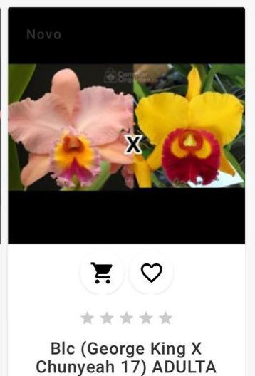 Blc George King x Chunyeah 17 ADULTA