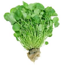 AGRIÃO SECO HIDROPÔNICO MAÇO.