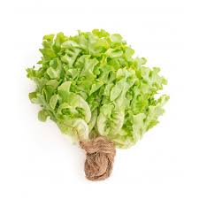 ALFACE MIMOSA HIDROP. MAÇO.