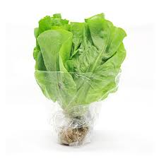 ALFACE LISA HIDROP. MAÇO.