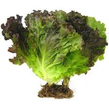 ALFACE ROXA HIDROP. MAÇO.