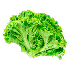 ALFACE CRESPA UNIDADE.