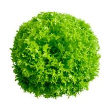 ALFACE FRISEE HIDROPÔNICA MAÇO.