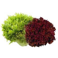 ALFACE FRISEE VERDE C/ ROXA MAÇO.