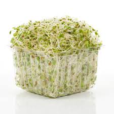 BROTO DE ALFAFA BDJ 130GR.