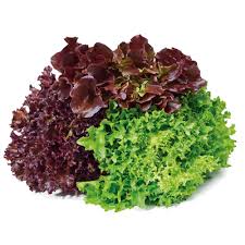 ALFACE TRIO HIDROP. MAÇO.